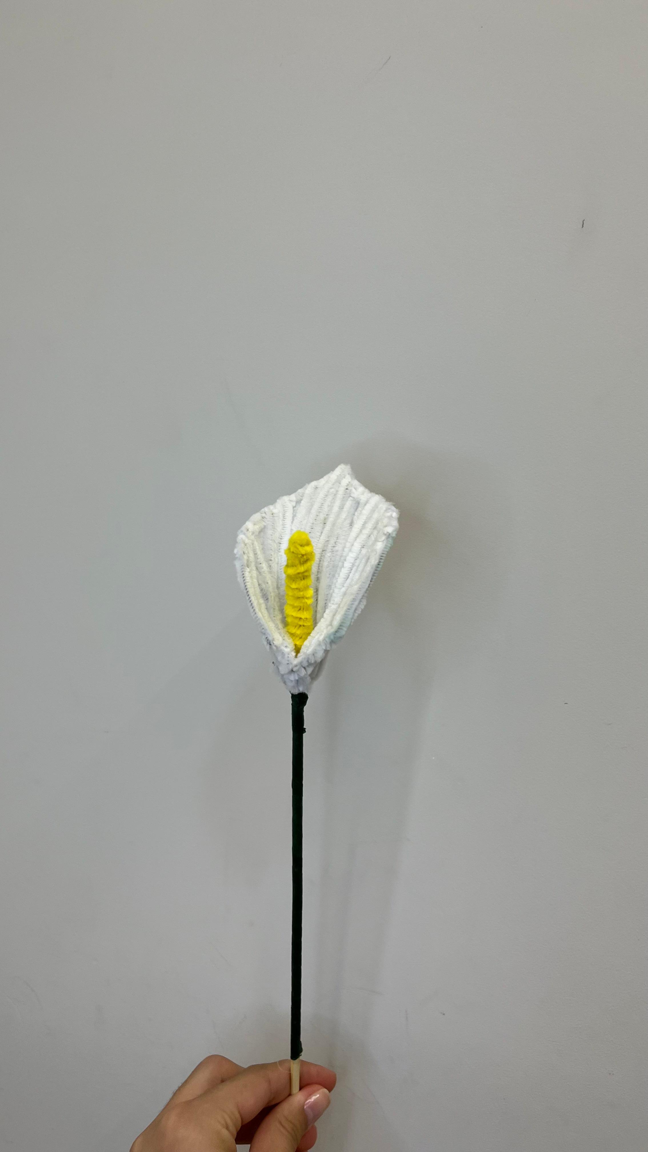 Copo-de-leite PipeFlorYou